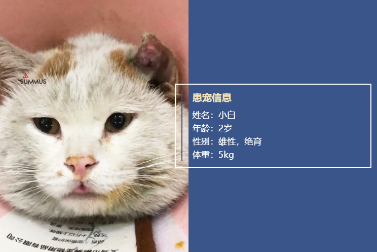 患宠信息.png