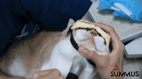 02.gif