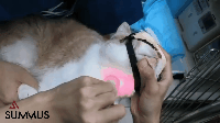 03.gif