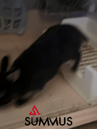 治疗前(1).gif