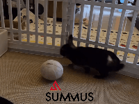 治疗后(1).gif